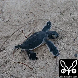 ウミガメ（アオウミガメ、アカウミガメ）