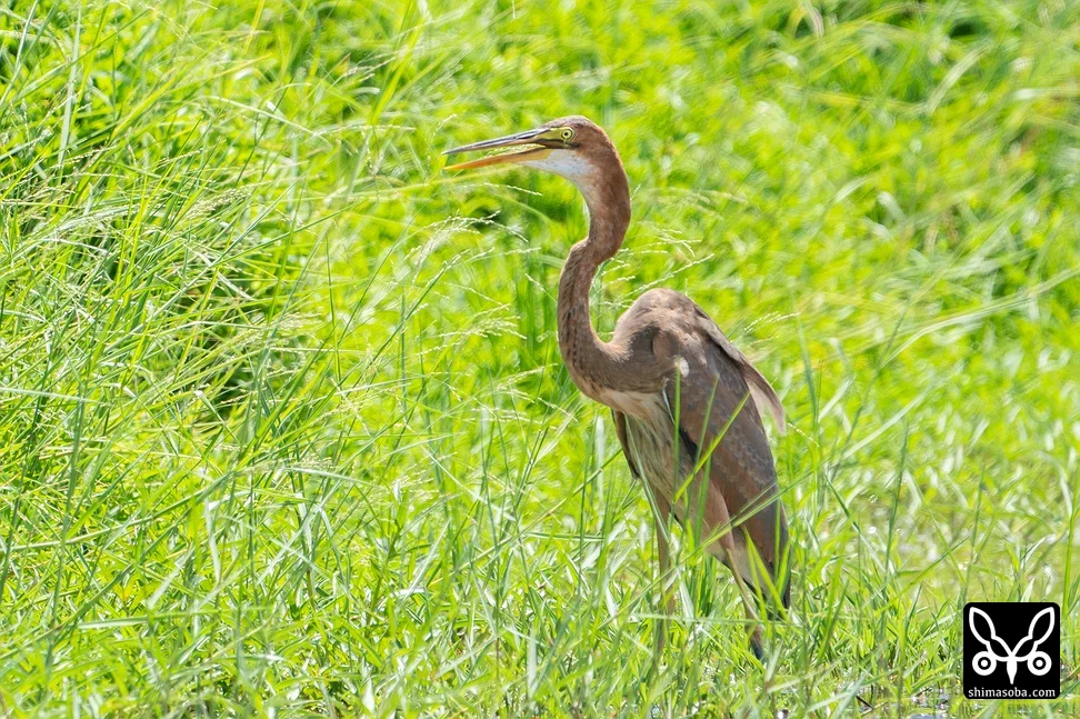 ムラサキサギ