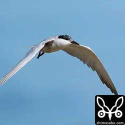 クロハラアジサシ