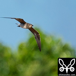 ツバメチドリ幼鳥の飛翔。自由自在に飛べるようになっています。