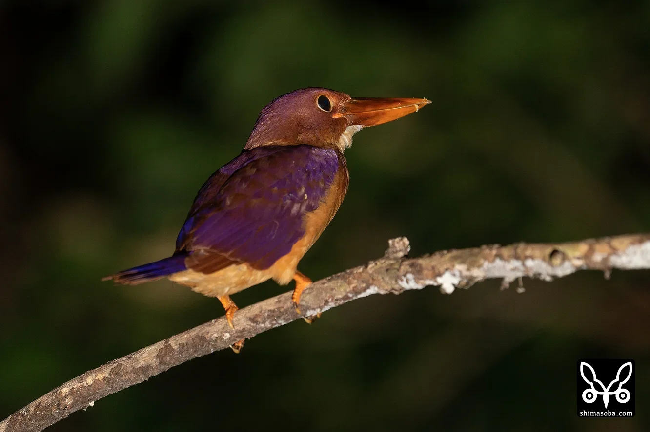 リュウキュウアカショウビン