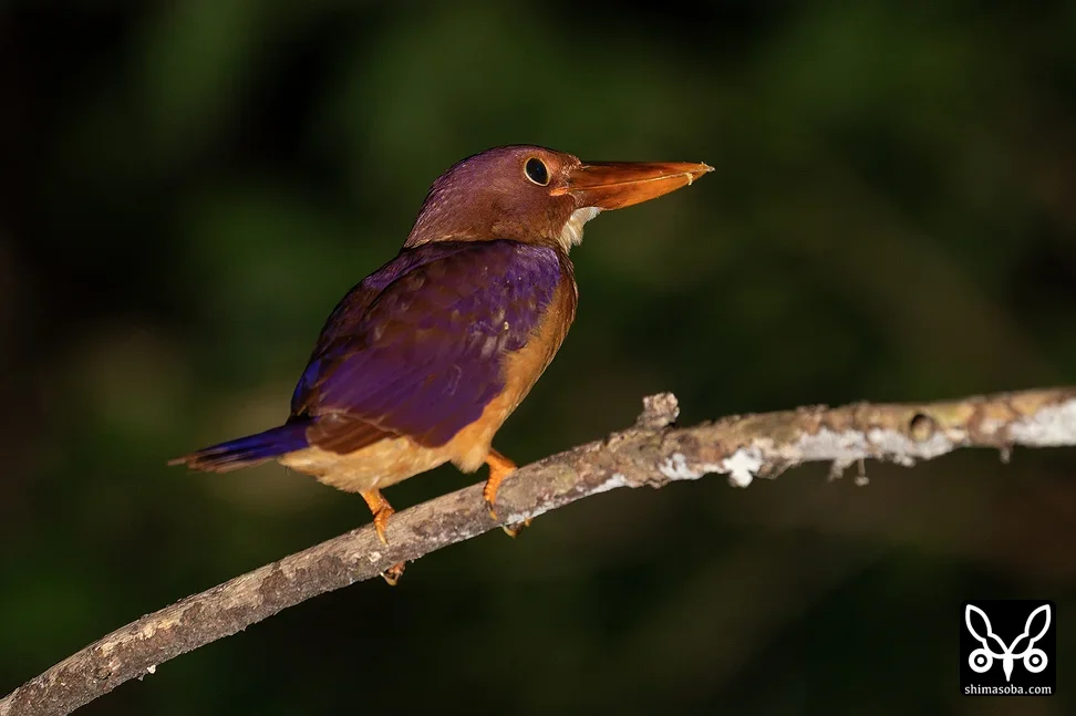 リュウキュウアカショウビン