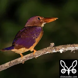 リュウキュウアカショウビン
