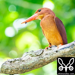 獲物を2回ほど取ったのですが、幼鳥には運ばずに自分で食べてしまいました。^^;