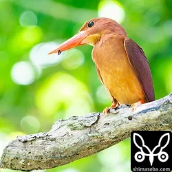 リュウキュウアカショウビン