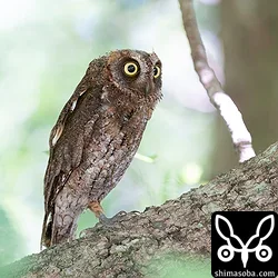 リュウキュウコノハズク