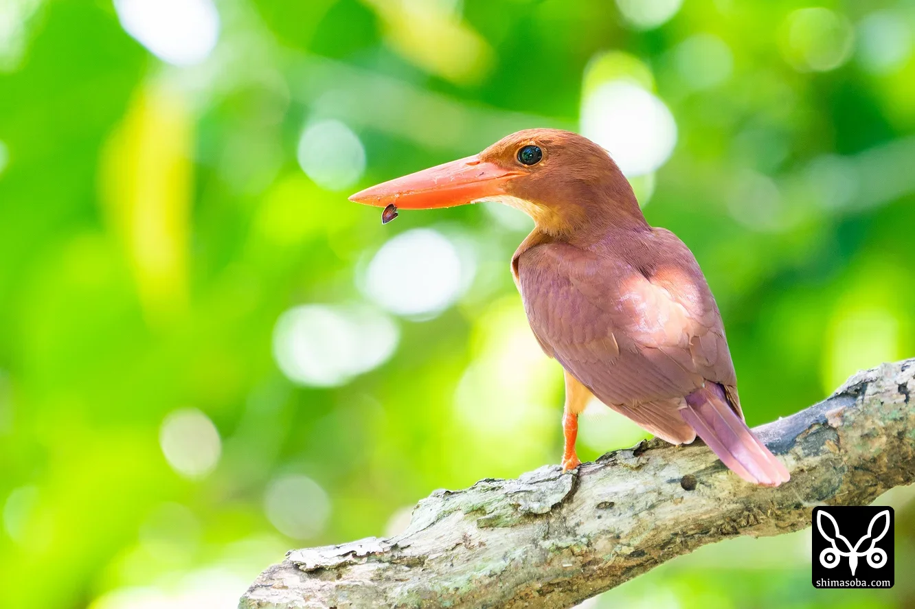 リュウキュウアカショウビン