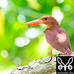 リュウキュウアカショウビン