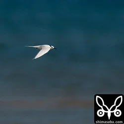 エリグロアジサシ