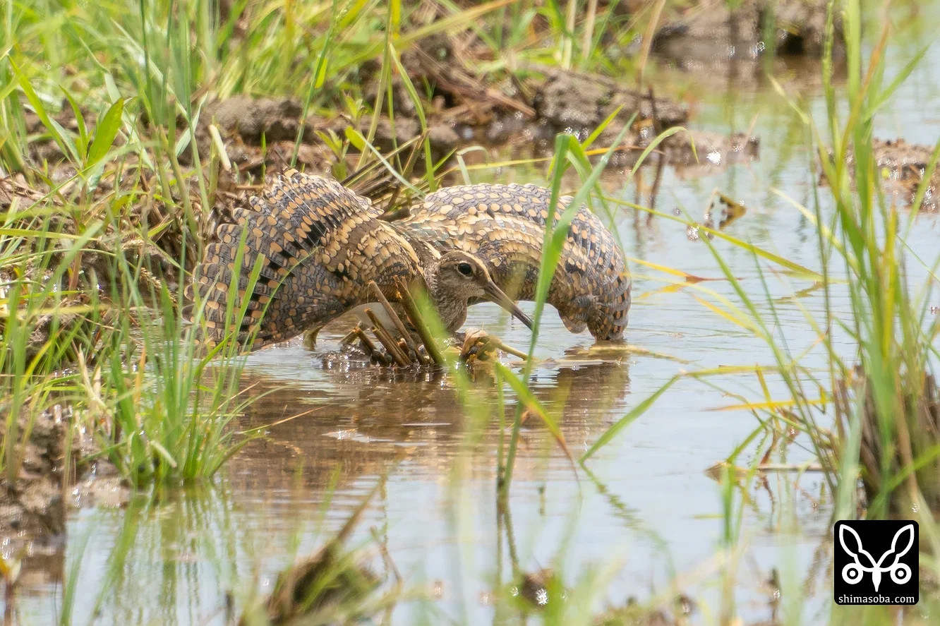 タマシギ