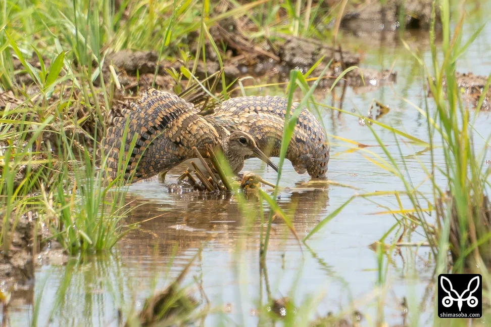 タマシギ