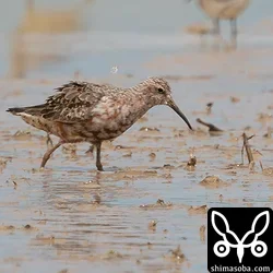 サルハマシギ