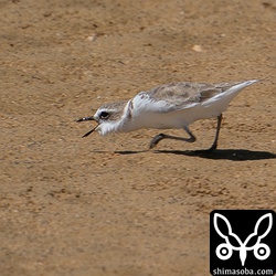 シロチドリは、砂浜を走りながら小さな昆虫を捕らえていた。