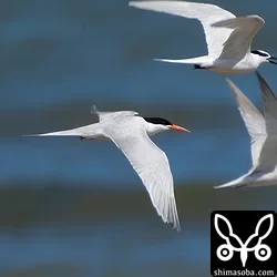 ベニアジサシ