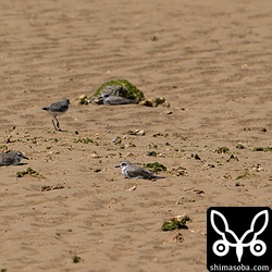 砂浜で休むオオメダイチドリとメダイチドリ。