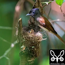 リュウキュウサンコウチョウ