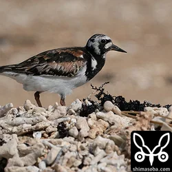 キョウジョシギ成鳥オス。夏羽後期。