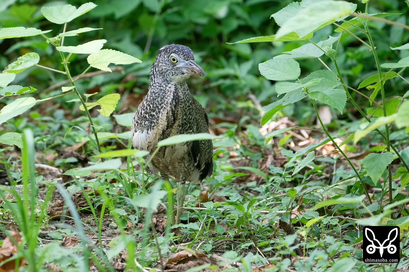 ズグロミゾゴイ