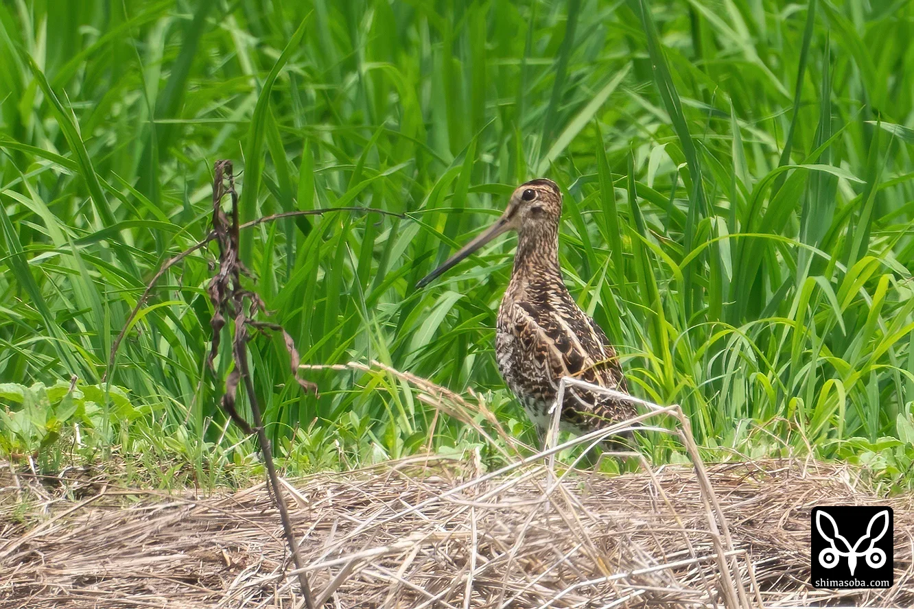 チュウジシギ