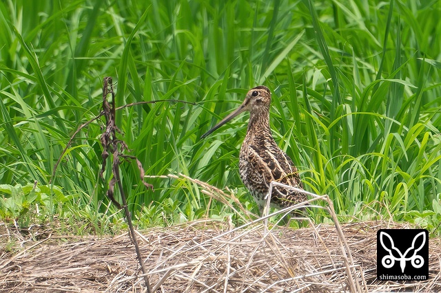 チュウジシギ