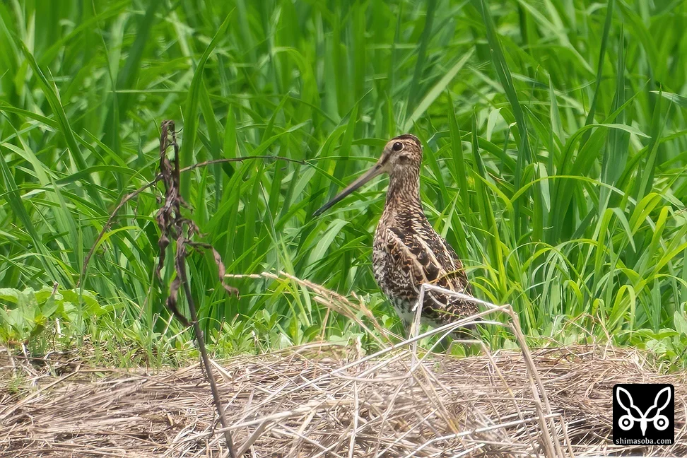 チュウジシギ