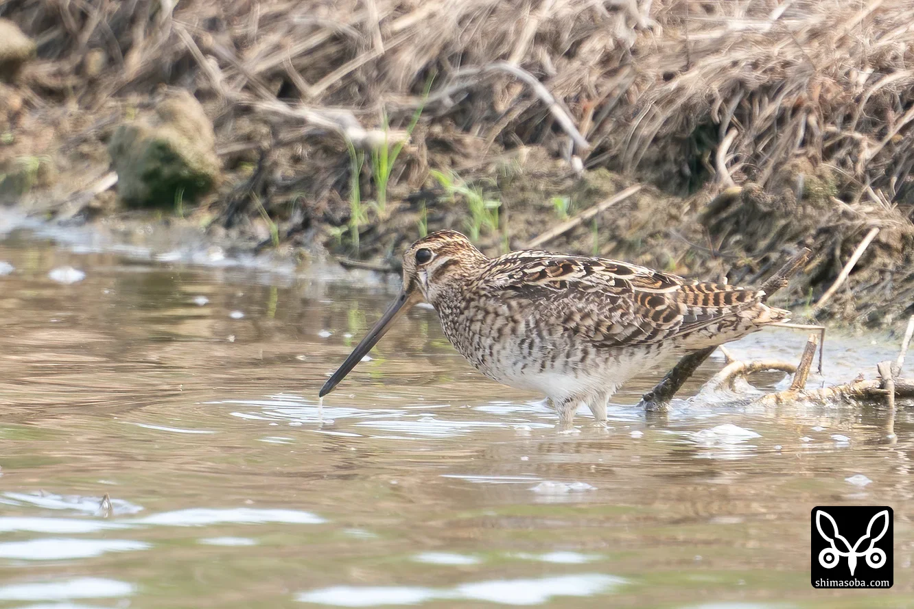 チュウジシギ