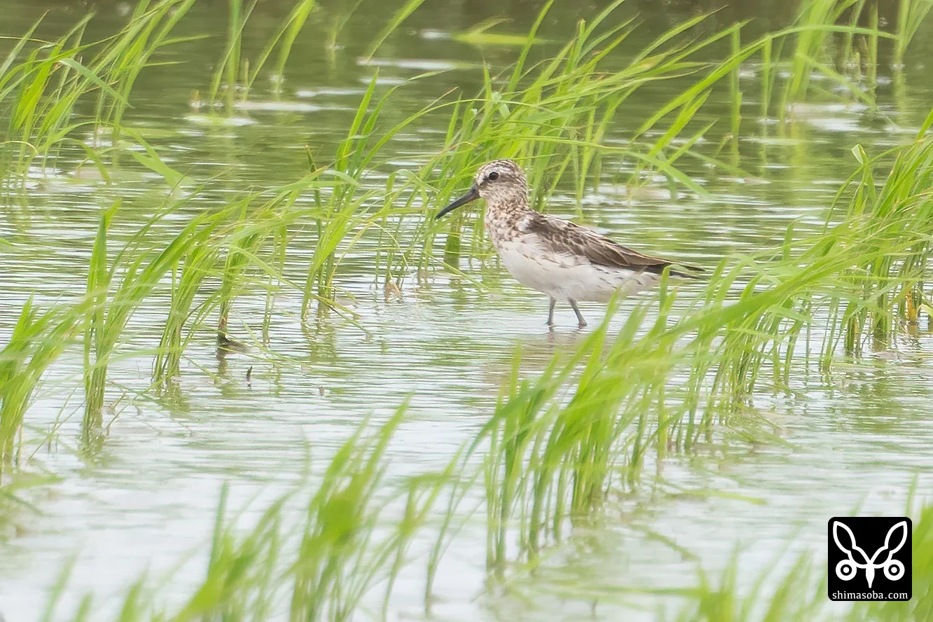 キリアイ