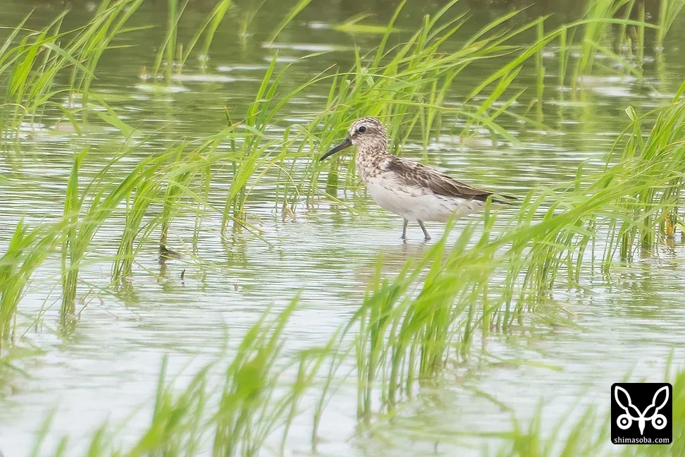 キリアイ