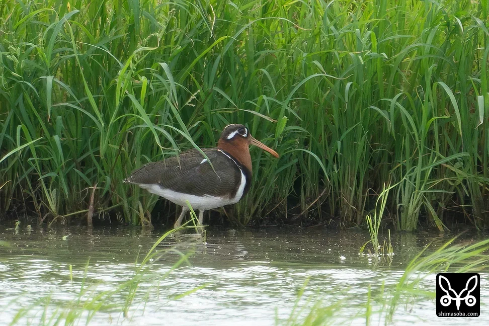 タマシギ