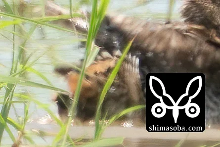 チュウジシギ