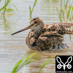 水浴びを始めたジシギ。これも分かりやすいハリオシギ成鳥です。