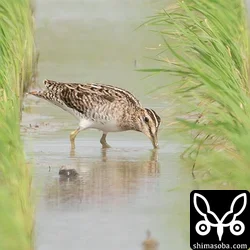 チュウジシギ