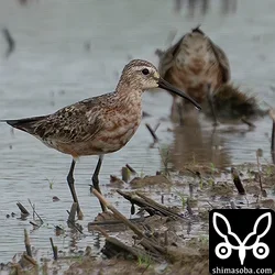 サルハマシギ2羽飛来