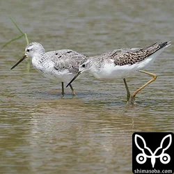 コアオアシシギ幼鳥(手前)と冬羽に変わりつつある成鳥。