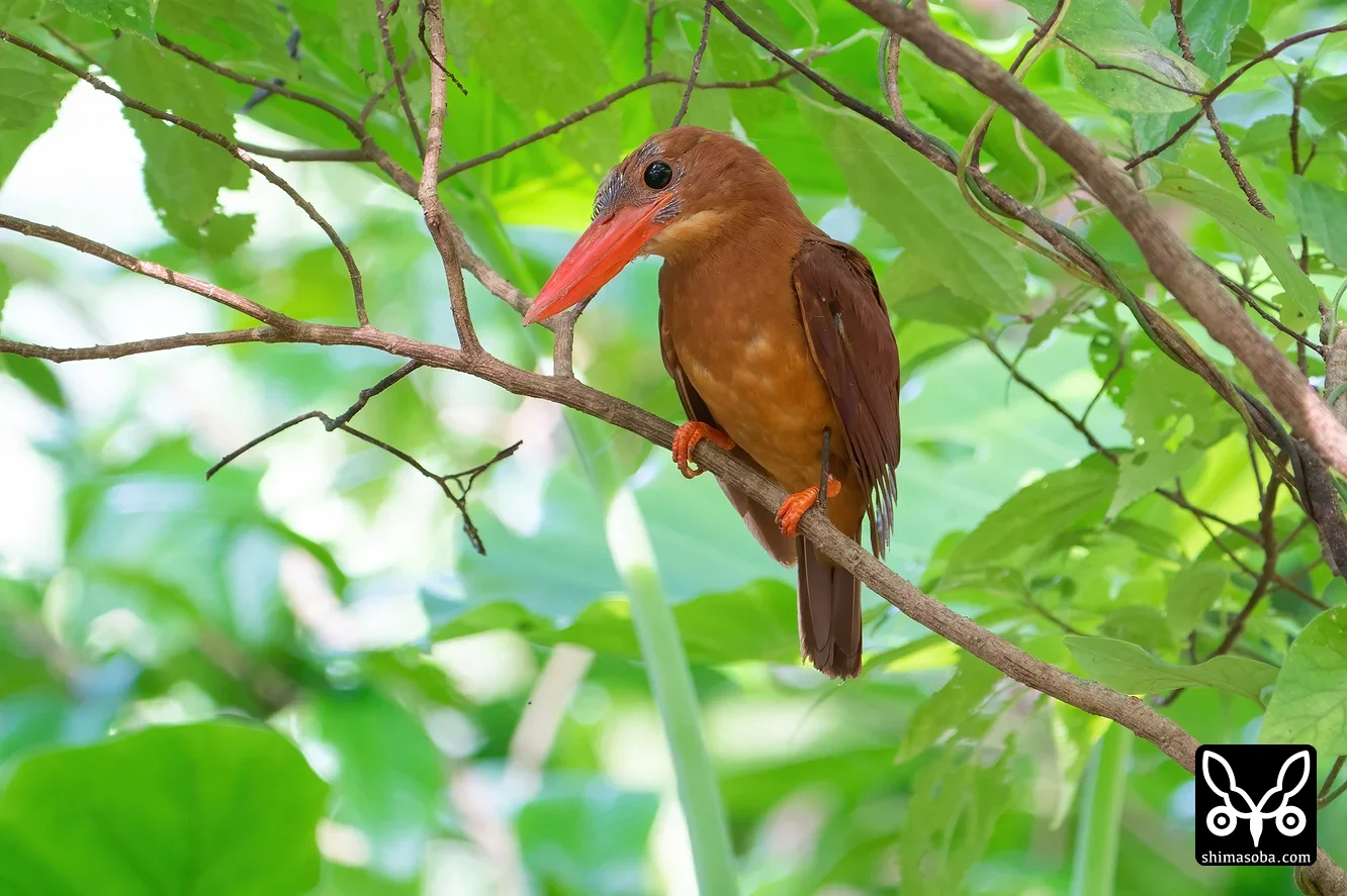 リュウキュウアカショウビン