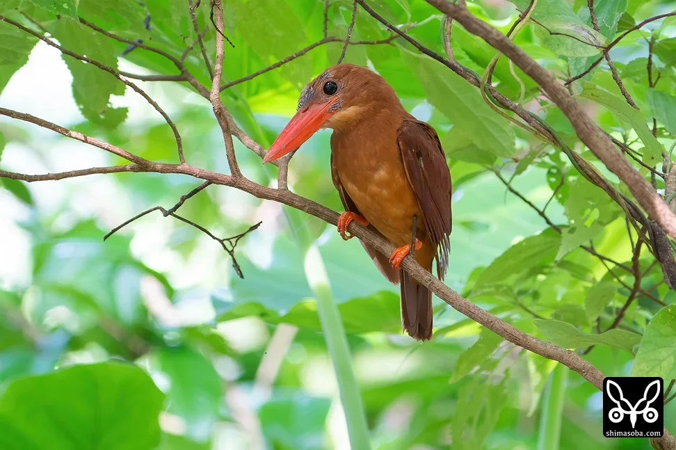 リュウキュウアカショウビン
