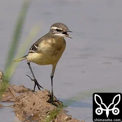 マミジロツメナガセキレイ
