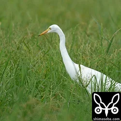 チュウサギ
