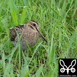 チュウジシギ幼鳥かな?