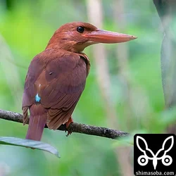 リュウキュウアカショウビン