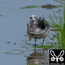 アカエリヒレアシシギ