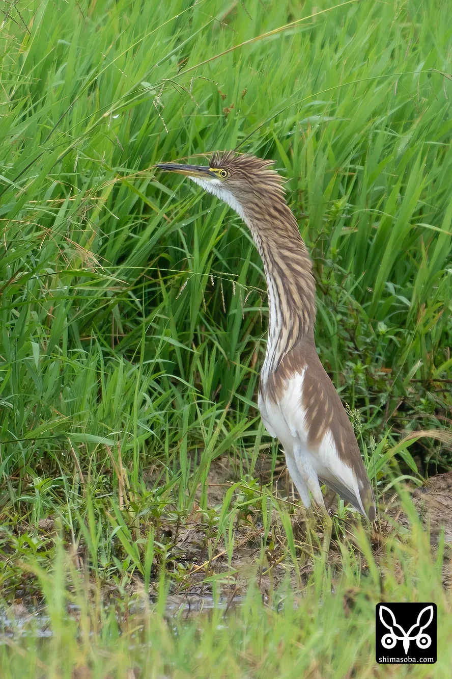 アカガシラサギ