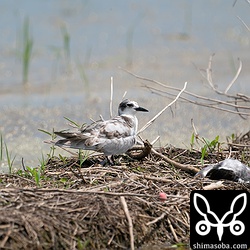 クロハラアジサシ幼鳥。幼鳥の右側にはクロハラアジサシの成鳥の死骸があります。