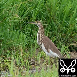 こちらは通常の状態のアカガシラサギ。まるで別の鳥のようですね。
