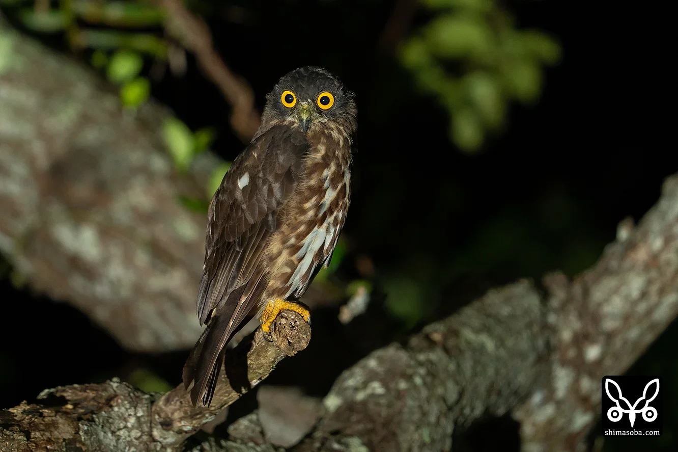 リュウキュウアオバズク