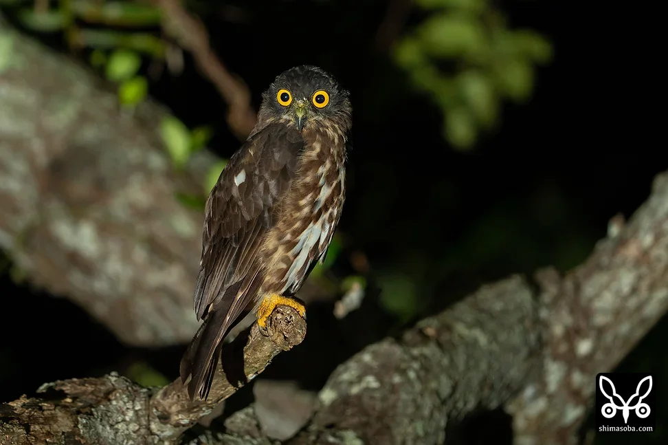 リュウキュウアオバズク