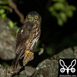 リュウキュウアオバズク