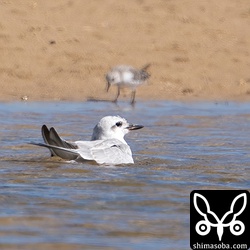 水浴びするハシブトアジサシ。