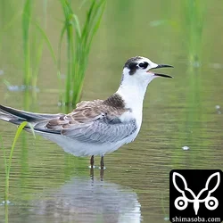 ハジロクロハラアジサシ