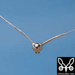ハジロクロハラアジサシ